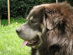 Tybetan Mastiff