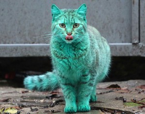 il gatto verde